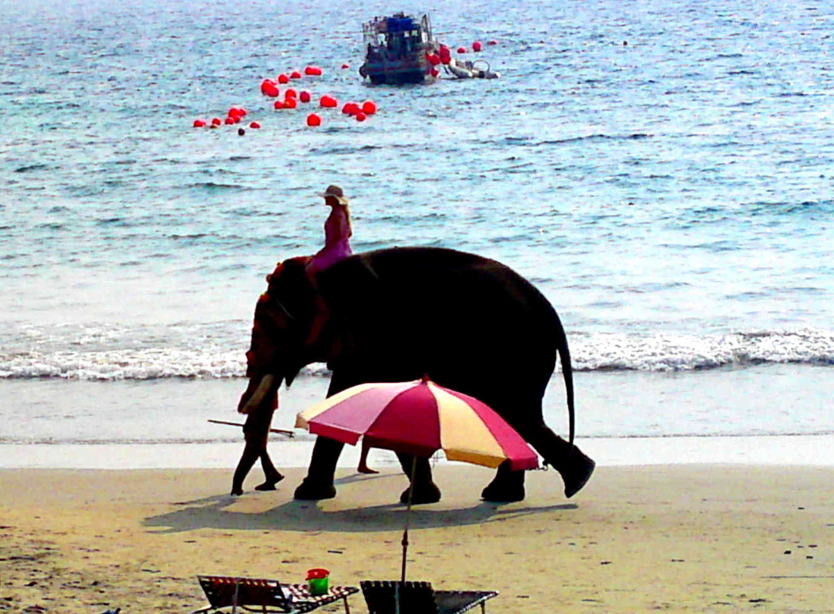 elephant ride